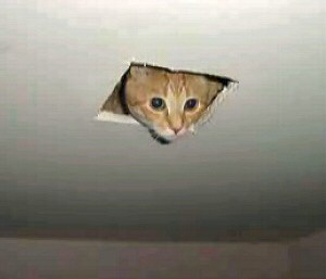 Peekaboo - British Cat Peeking through the ceiling