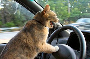 Ginger Cat Driving - shouting