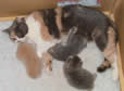 British Kittens
