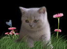 British Shorthair Blues