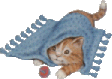 British Shorthair Cat Breeder