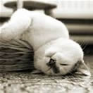 Sleeping Upside Down White Cat