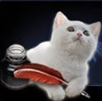 British White Shorthair Cat