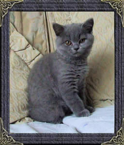 Mabledon cats molly