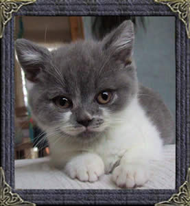 britishshorthairs mabledon cats comet