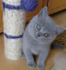 British Blue