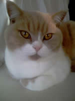 British Cream And White Bi coloured cat