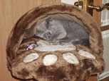 British Blue Kitten Breeder