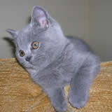 British Shorthair Blues