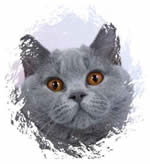 British Shorthair Blues
