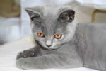British Blue Kittens