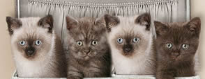 British Colourpointed Cats