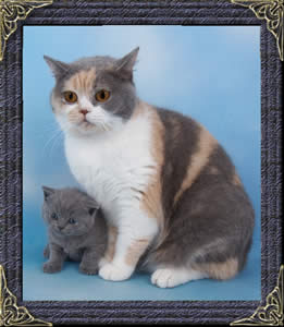 British Cats and Kittens