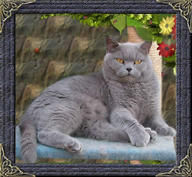 British Shorthair Blue Cat 