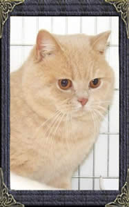 mabledoncatscracker