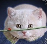 British Shorthaired Kittens - Cream Kitten