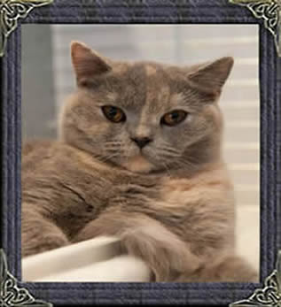 Blue Cream British Shorthaired Cat