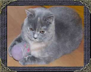 British Shorthair