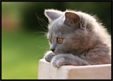British Shorthair Blues