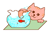 Kitten