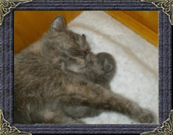 British Kitten and British Shorthaired Cat - Mum and Baby