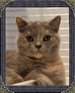 British Blue Cream - Honey
