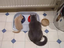British Shorthaired Breeder