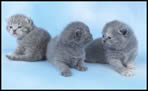 Shorthaired Kittens