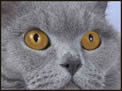 British Blue Breeders