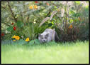 british Shorthair Breeders