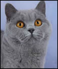 British Shorthair Blues