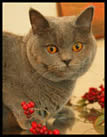 British Shorthair Blues