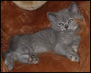 Bluecream British Cat