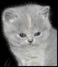 British Bluecream Kitten