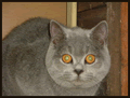 British Shorthair Blues