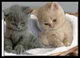  ... past litters boys links links 2 microchipping pet travel scheme