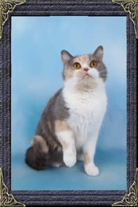 British Shorthair - Dilute Tortie - Minnie