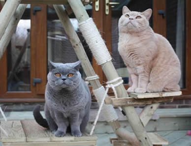 Otto and Inca British Shorthairs by Mabledon