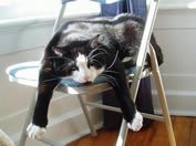 Pooped Out Cat