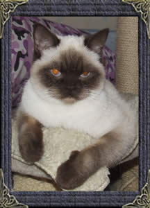 British Shorthair cats - colourpointed british cat - puddin