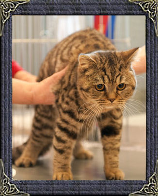 Brown Spotted Tabby British Shorthair