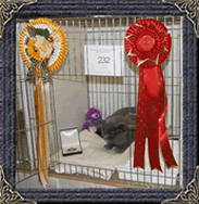 British Shorthaired Show Cat Breeder