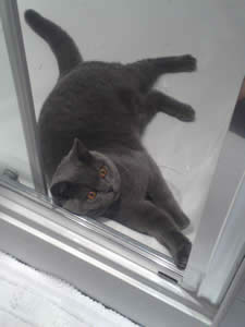 Zebedee- British shorthair Blue